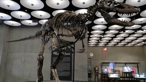 เปิดตัว ฟอสซิลไดโนเสาร์เครือญาติ T. rex หายาก ก่อนเปิดประมูล คาดเคาะราคาสูงสุด 9 ล้านดอลลาร์