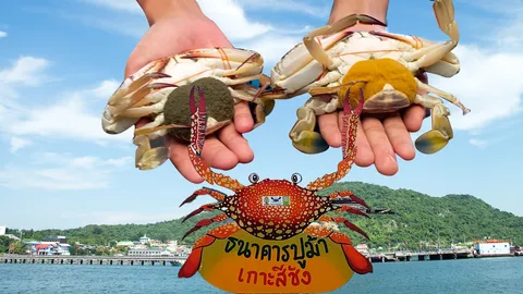 ชวนเที่ยว ศูนย์เรียนรู้ธนาคารสัตว์ทะเลเกาะสีชัง ศึกษาการเพาะพันธุ์ 4 สัตว์น้ำ-ปะการัง     