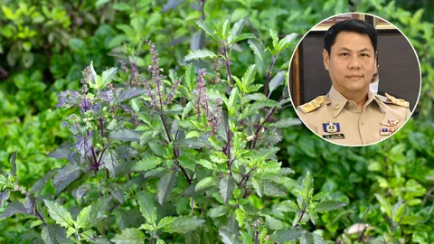 เกษตรฯ ยัน “จดทะเบียนกะเพรา” แค่พันธุ์ใหม่ ประชาชนปลูก-ขายได้ปกติ