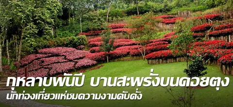 กุหลาบพันปี บานสะพรั่งบนดอยตุง  นักท่องเที่ยวแห่ชมความงามคับคั่ง