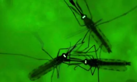 เปิดหัวใจยุงรังเกียจมนุษย์ที่มีกลิ่นตัวเป็น เหงื่อกลิ่นของผลไม้