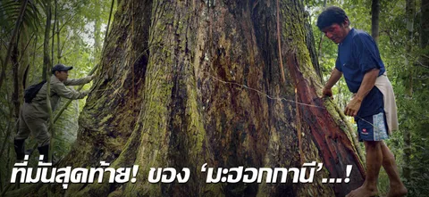 ที่มั่นสุดท้าย! ของ 'มะฮอกกานี'...!