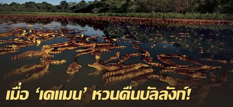 เมื่อ 'เคแมน' หวนคืนบัลลังก์!