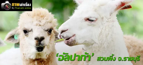 'อัลปาก้า' สวนผึ้ง จ.ราชบุรี