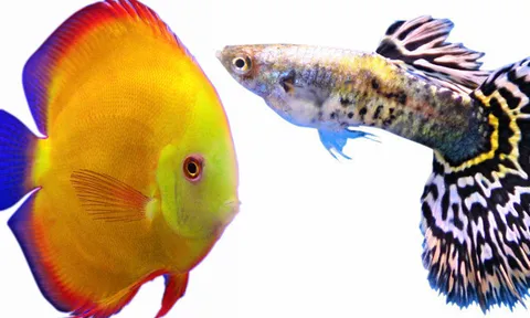 วันปลาสวยงามแห่งชาติ อวดสัตว์นํ้าแปลกใต้ท้องทะเล