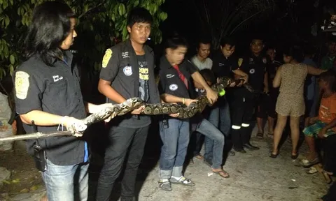 งูเหลือมยักษ์ซุกบ้านเกาะสมุย จนท.7คนรุมจับ