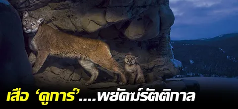 เสือ 'คูการ์'....พยัคฆ์รัตติกาล