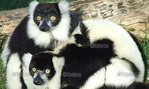 องค์ที ท่องป่าซาฟารีใจกลางกรุงเทพฯ  