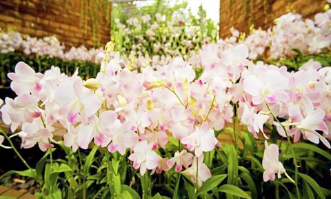 ไม้ดอกไม้ประดับไทย ถนนสายนี้..สีสันสดใส