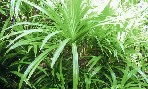 "ใบ​เตย​หอม" กับ​วิธี​ลด​น้ำตาล​ใน​เลือด