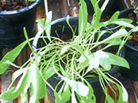 "หญ้าลิ้นเป็ด" ปลูกเป็นยา