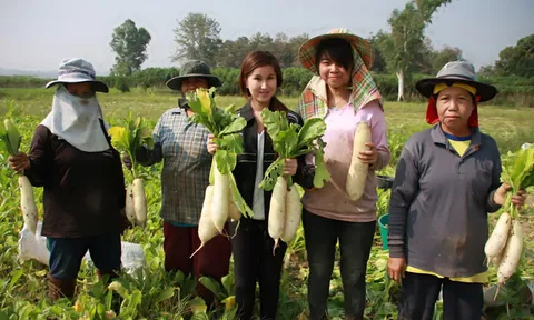 ชาวสวนกำแพงเพชร เฮ อากาศหนาวผักโตเร็ว-รายได้ดี