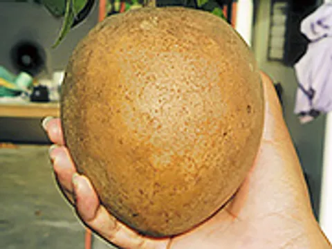 "ละมุดยักษ์มาเลย์ ซีเอ็ม 19" หวานกรอบหอม