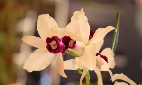 'ขอนแก่น'จัดงานเทศกาลกล้วยไม้