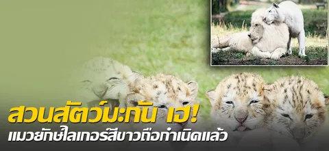 สวนสัตว์มะกัน เฮ! แมวยักษ์ไลเกอร์สีขาวถือกำเนิดแล้ว