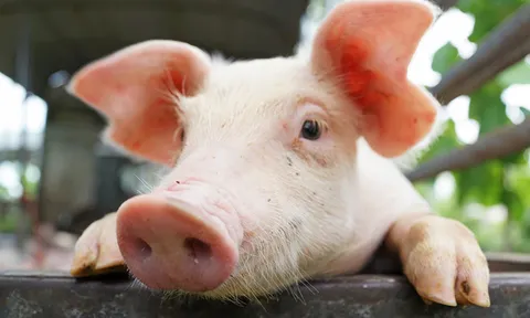 หนาวนี้...ป่วนหมู