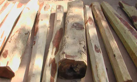 ทพ.มุกดาหารสนธิกำลังยึดไม้พะยูงซ่อนร่องน้ำ 78 ท่อน