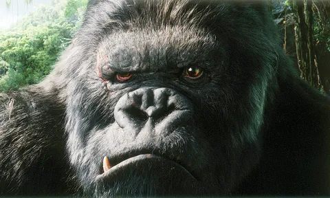 พบ"คิงคอง"ตัวจริง ลิงยักษ์ดึกดำบรรพ์