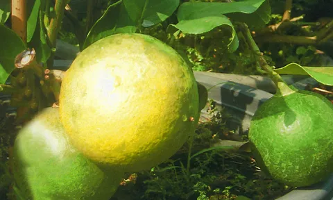 "มะนาวจัมโบ้" เปรี้ยวจัดผลทั้งปี