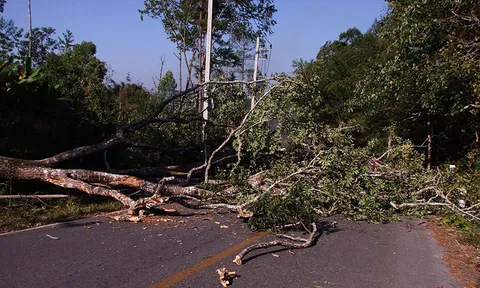 ต้นไม้อุทยานฯภูหินร่องกล้าโค่นทับเสาไฟหัก ไฟไหม้หญ้าลุกพรึ่บ