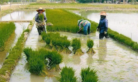 รัฐกู้ 1.3 แสนล้านจ่ายชาวนา ทยอยให้หลังเลือกตั้ง-พาณิชย์ดิ้นประมูลข้าว