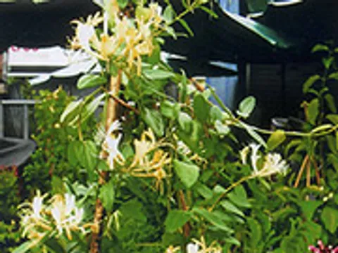 "สายน้ำผึ้ง" กับสูตรแก้ปวดจากงูสวัด