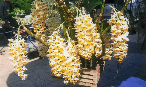 "เอื้องมอนไข่" ปลูกเป็นกอ ดอกงามอร่ามตา