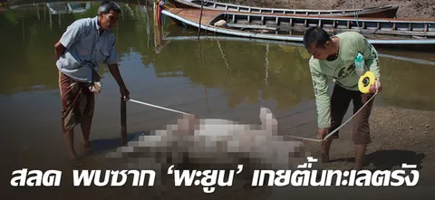 สลด พบซาก'พะยูน'เกยตื้นทะเลตรัง