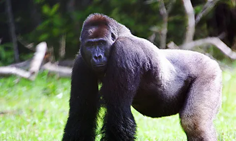 ลิงกอริลลา รู้สึกจั๊กจี้เป็น