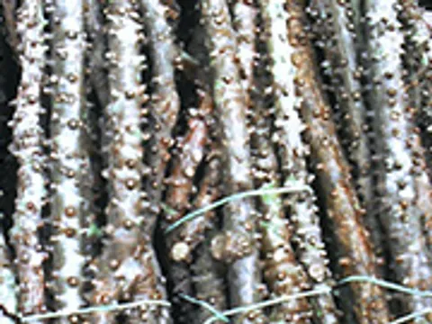 "บอระเพ็ด" สรรพคุณดีมีเถาขาย