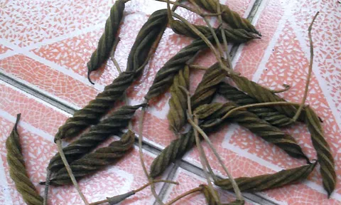 สมุนไพร 'ปอบิด' ห้ามกินติดกันเกิน 7 วัน เสี่ยงไตวาย