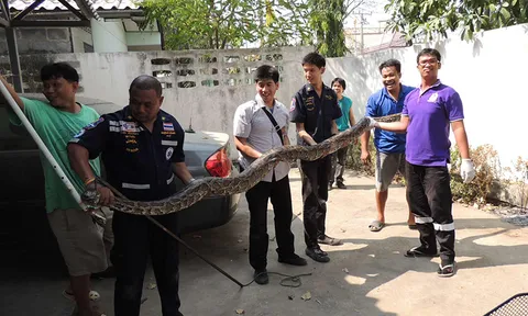 ผงะ! งูเหลือมยักษ์ซุกห้องเครื่องรถรองผู้ว่าฯ สระบุรี 