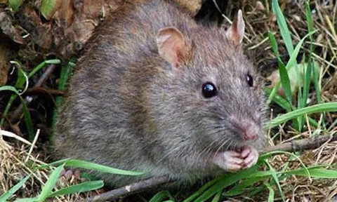 เตือนหนูออฟฟิศ-หนูบ้าน ทำป่วย 'ฉี่หนู' ชี้ตายได้ใน 5 วัน