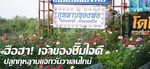 ฮือฮา! เจ้าของปั๊มใจดี ปลูกกุหลาบแจกวันวาเลนไทน์ 