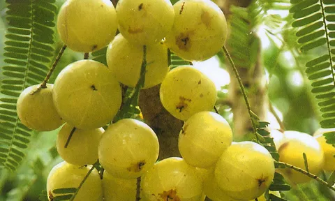 "มะขามป้อมพันธุ์สายรุ้ง" ผลทั้งปีปลูกแล้วคุ้ม