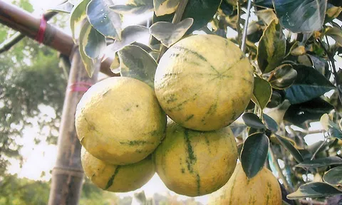 "ส้มเกลี้ยงด่าง" สวยน้ำอร่อย