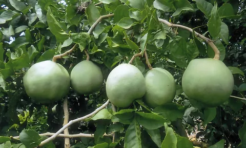 "มะตูมยักษ์อินเดีย" อร่อยแปรรูปคุ้ม