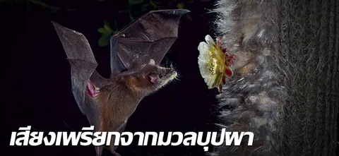 สารคดี : เสียงเพรียกจากมวลบุปผา