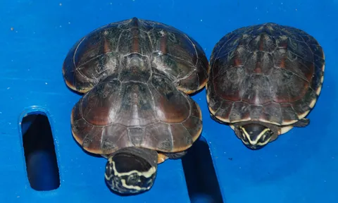 ชาวบ้านแห่ขอเลขเด็ดเต่าประหลาด กระดองเว้าคล้ายเลขแปด