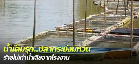น้ำเค็มรุก..ปลากระชังมิหวั่น ร้ายไม่เท่าน้ำเสียจากโรงงาน