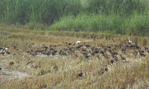 แล้งหนัก! ผู้เลี้ยงเป็ดเศร้า ต้นทุนพุ่ง