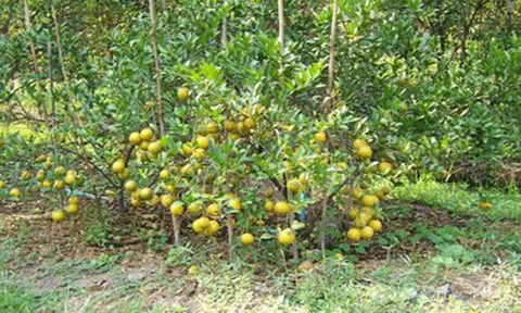 ส้มบางมดสลดน้ำเค็ม เกินค่ามาตรฐาน 3 เท่า