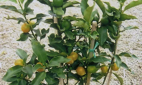 "ส้มจี๊ดหวาน" อร่อยดกทั้งปี