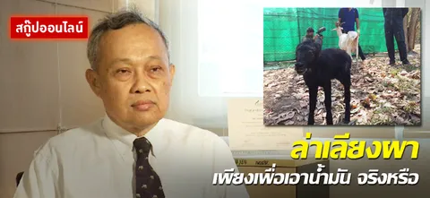 ล่าเลียงผา เพียงเพื่อเอาน้ำมัน จริงหรือ