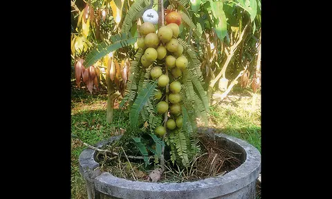 "มะขามป้อมยักษ์ต้นเตี้ย" มีกิ่งขายงานเกษตรแฟร์