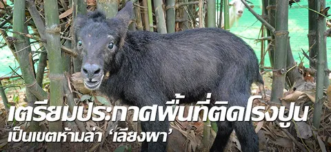เตรียมประกาศพื้นที่ติดโรงปูน เป็นเขตห้ามล่า'เลียงผา'