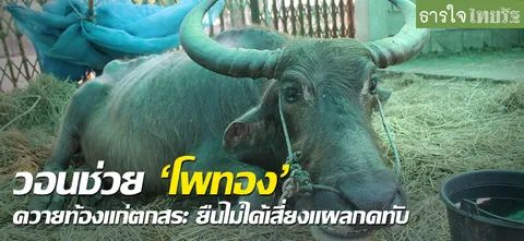 วอนช่วย'โพทอง'ควายท้องแก่ตกสระ ยืนไม่ได้เสี่ยงแผลกดทับ