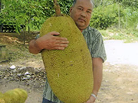 "ขนุนทองส้ม" ผลใหญ่ดกทั้งปี