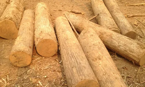 ปูพรมค้น 'ป่าแม่ระมาด' พบไม้สักทองอีก 500 ท่อน 