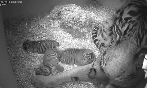 ลูกเสือเกิดใหม่